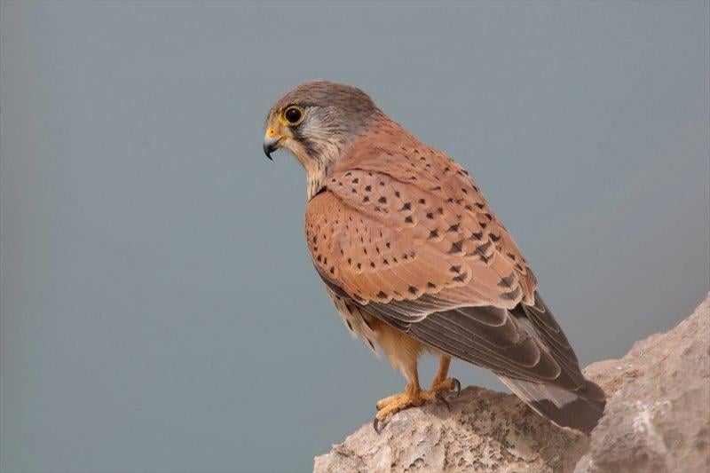 Akdamar Adası'nın tatlı sakinleri