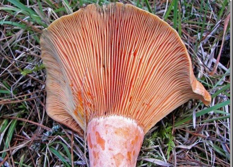 Boyabat yöresinin yenebilen mantar çeşitleri