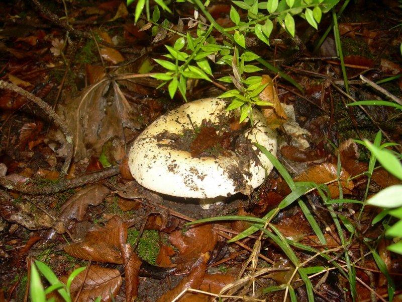 Boyabat yöresinin yenebilen mantar çeşitleri