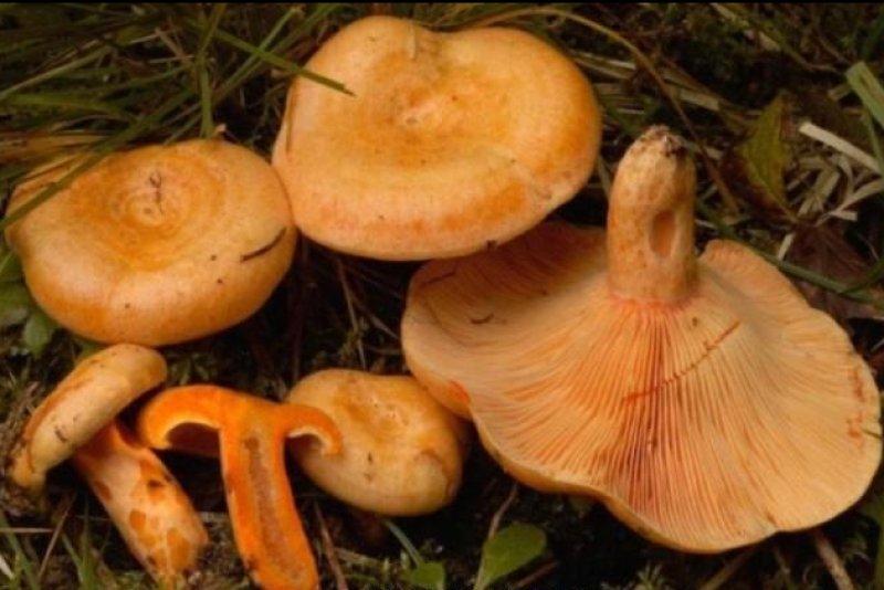 Boyabat yöresinin yenebilen mantar çeşitleri