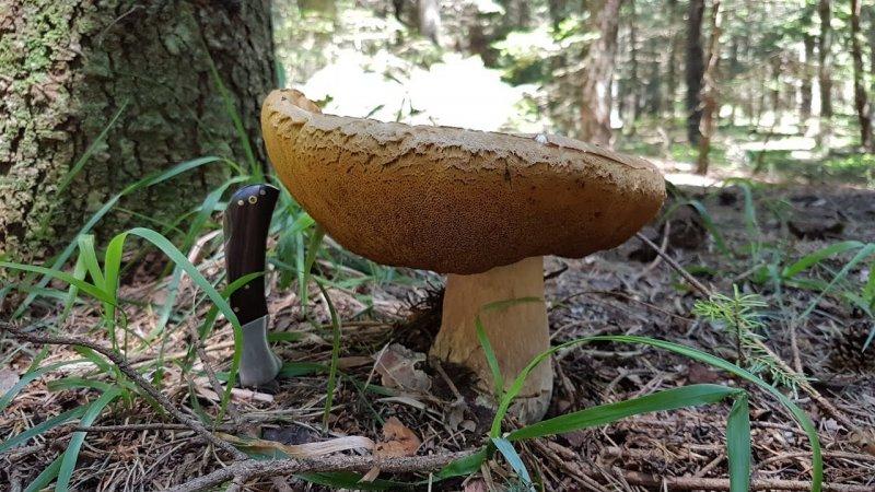 Boyabat yöresinin yenebilen mantar çeşitleri