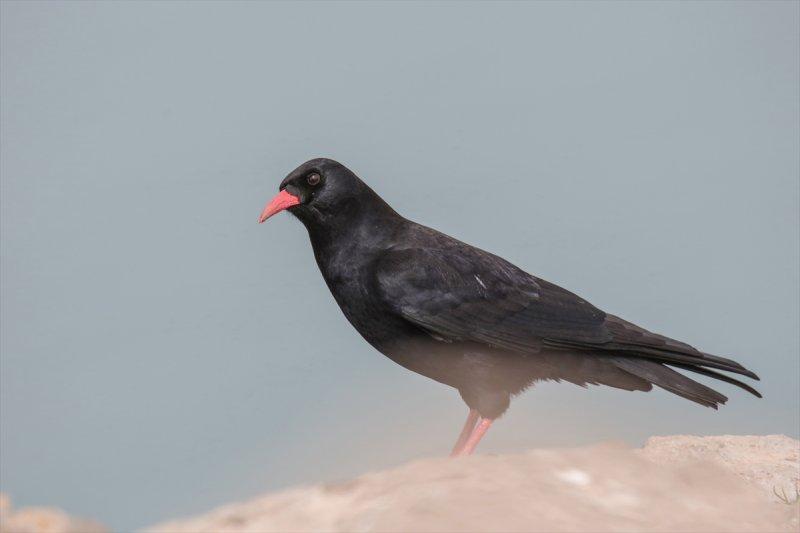 Akdamar Adası'nın tatlı sakinleri