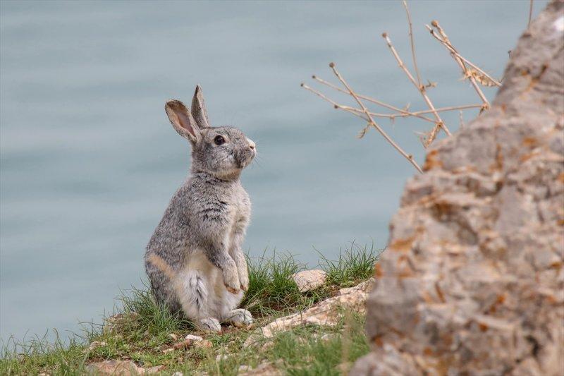 Akdamar Adası'nın tatlı sakinleri