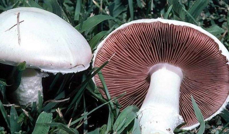 Boyabat yöresinin yenebilen mantar çeşitleri