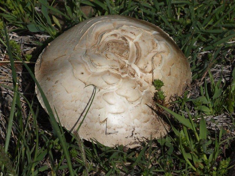 Boyabat yöresinin yenebilen mantar çeşitleri