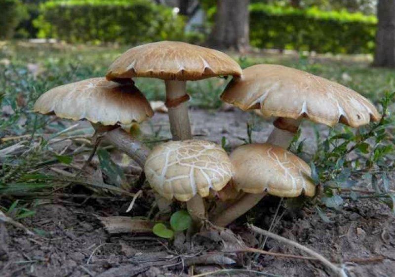Boyabat yöresinin yenebilen mantar çeşitleri