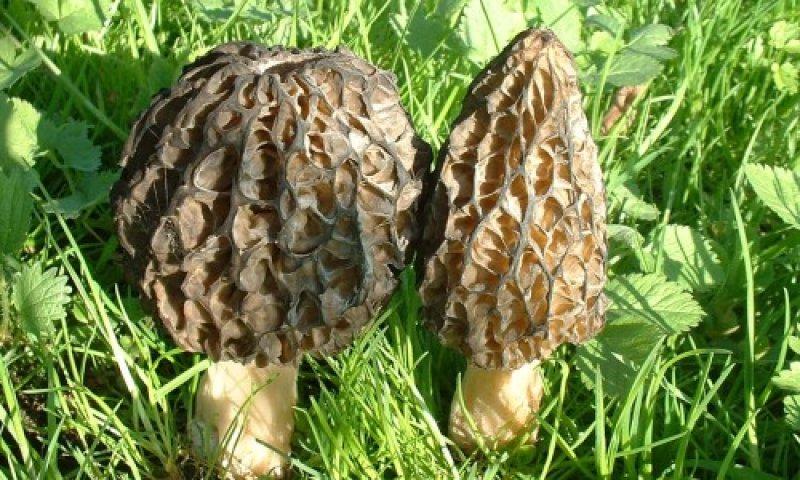 Boyabat yöresinin yenebilen mantar çeşitleri