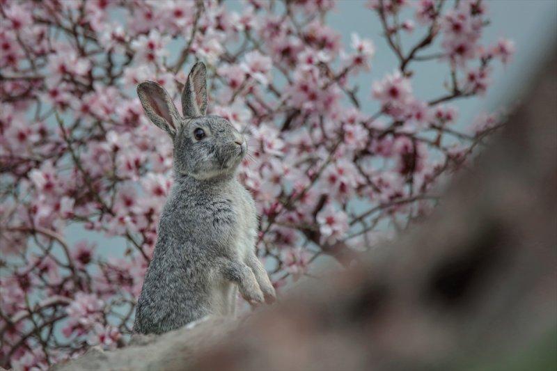Akdamar Adası'nın tatlı sakinleri