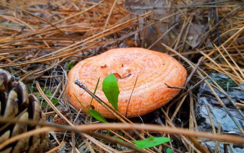 Boyabat yöresinin yenebilen mantar çeşitleri