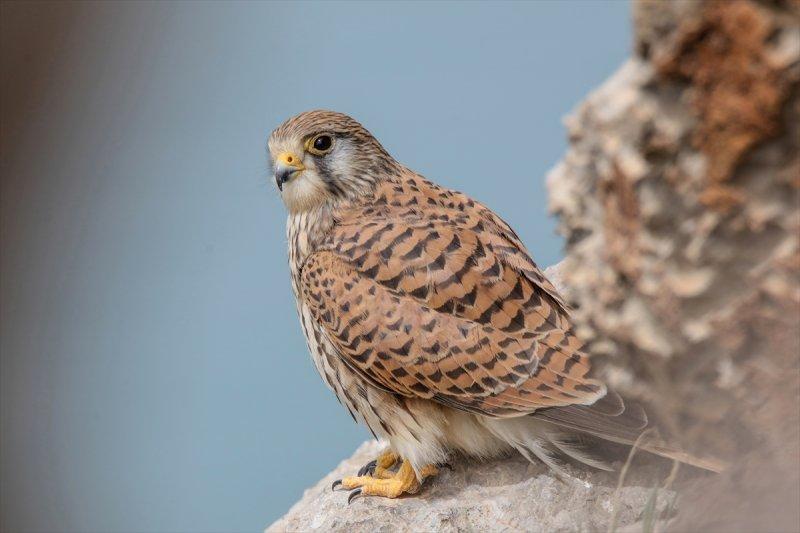 Akdamar Adası'nın tatlı sakinleri