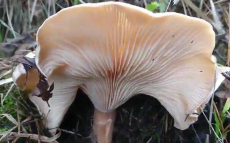 Boyabat yöresinin yenebilen mantar çeşitleri