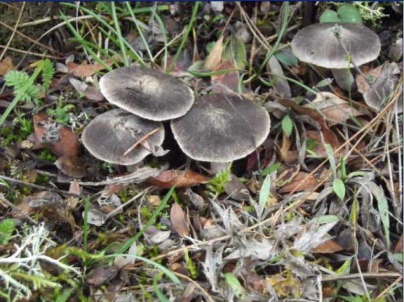Boyabat yöresinin yenebilen mantar çeşitleri