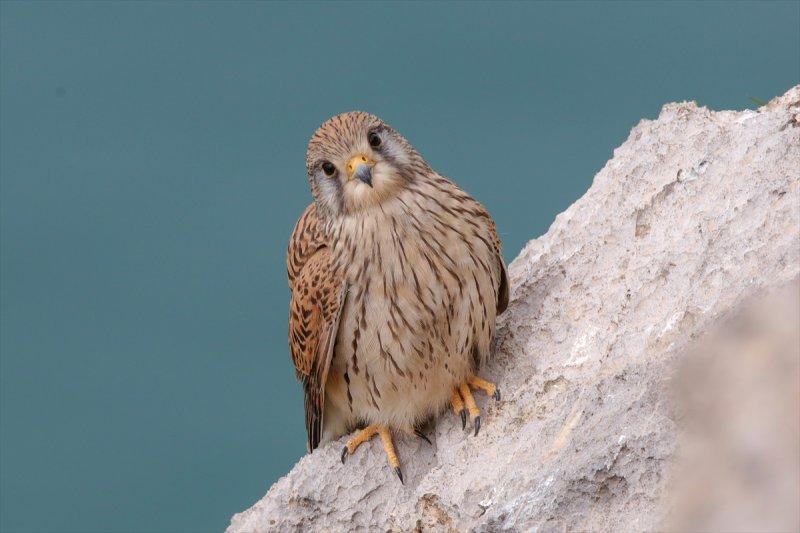 Akdamar Adası'nın tatlı sakinleri