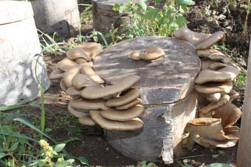 Boyabat yöresinin yenebilen mantar çeşitleri