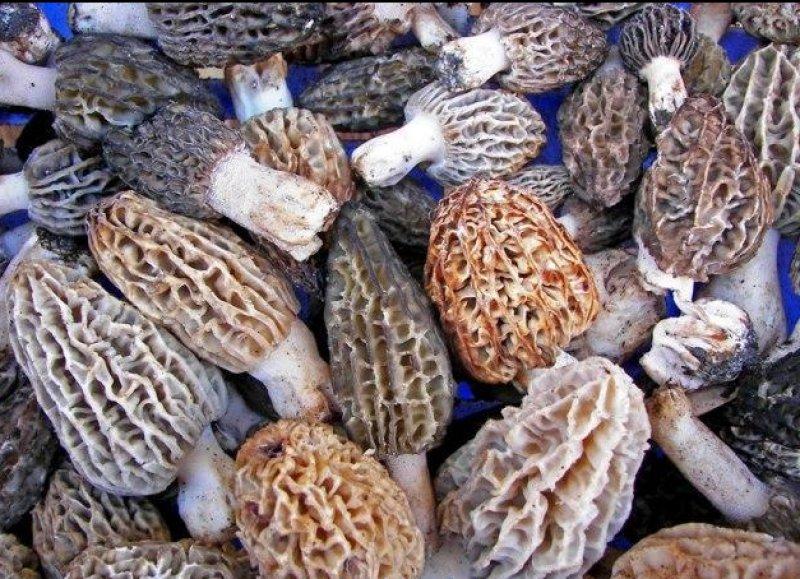Boyabat yöresinin yenebilen mantar çeşitleri