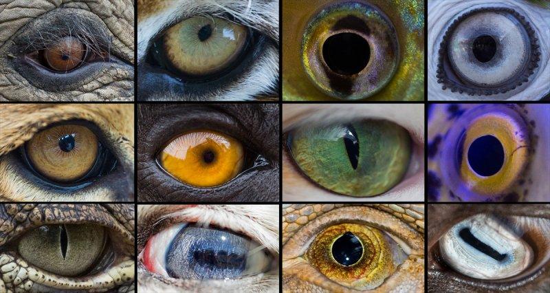 Hayvanların göz yapıları