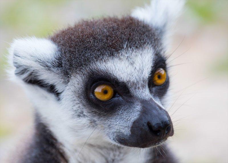 Hayvanların göz yapıları