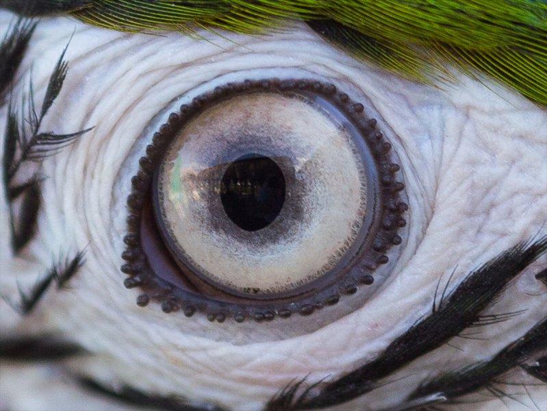 Hayvanların göz yapıları
