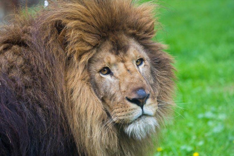 Hayvanların göz yapıları