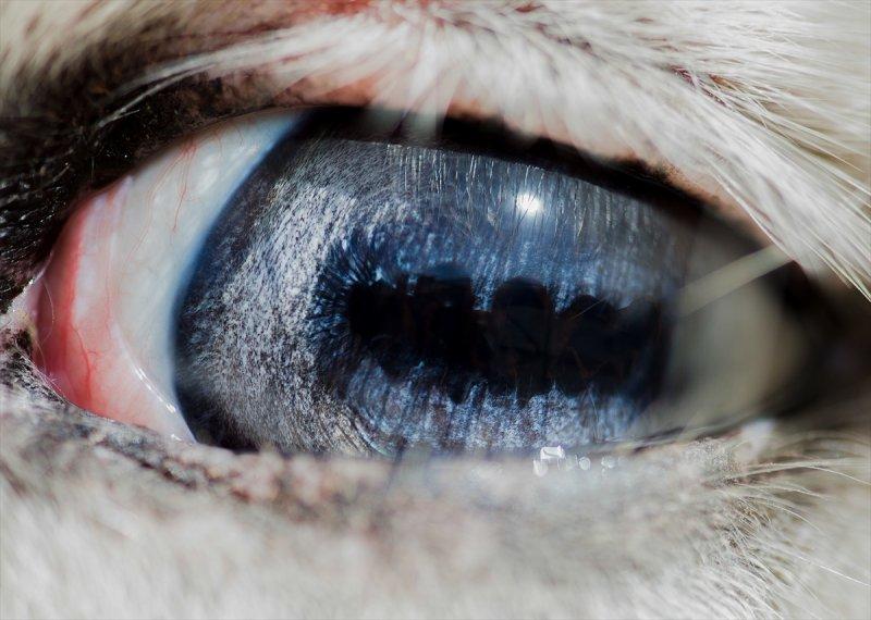 Hayvanların göz yapıları