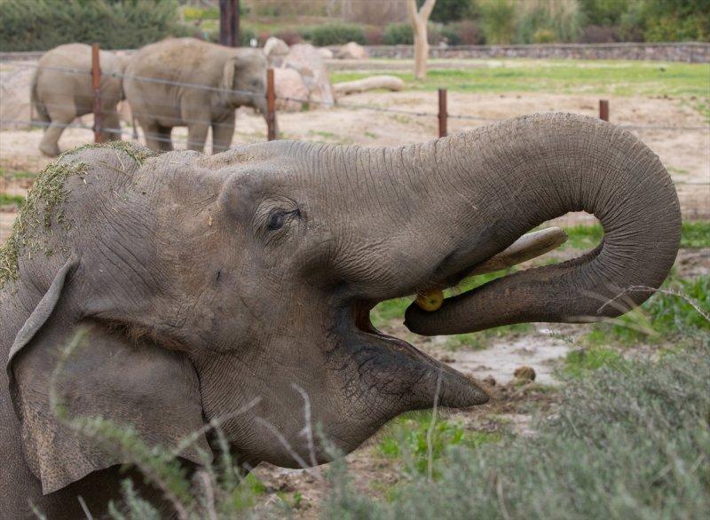 Hayvanların göz yapıları