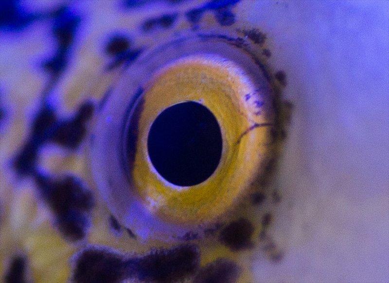 Hayvanların göz yapıları