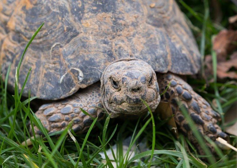 Hayvanların göz yapıları