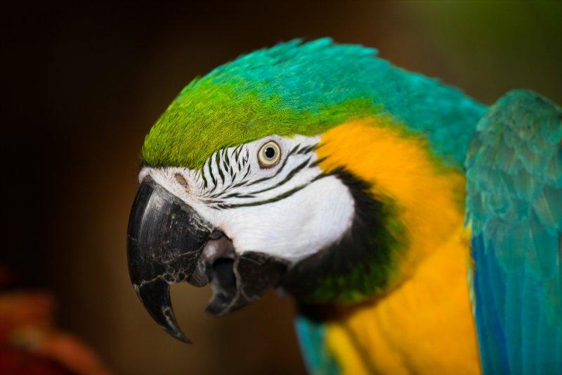 Hayvanların göz yapıları