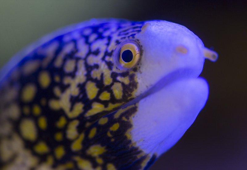 Hayvanların göz yapıları