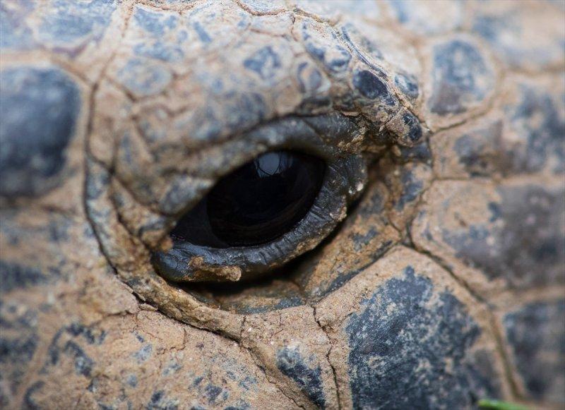 Hayvanların göz yapıları