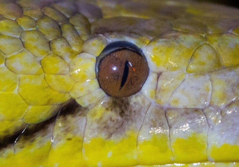 Hayvanların göz yapıları