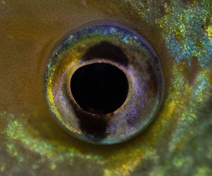 Hayvanların göz yapıları