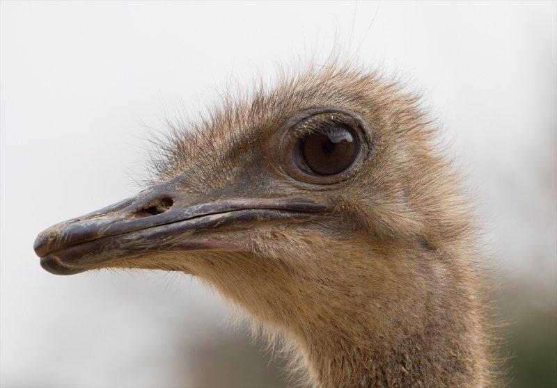 Hayvanların göz yapıları