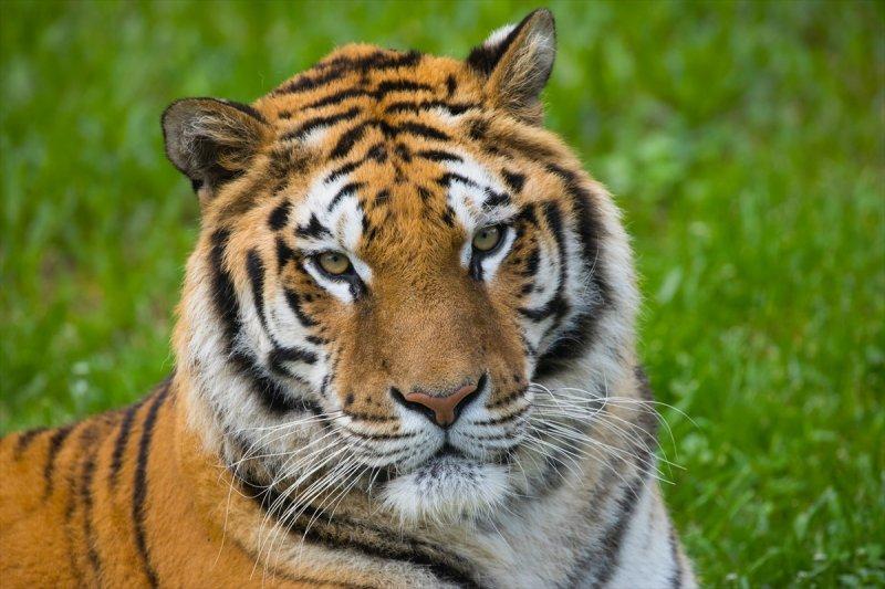 Hayvanların göz yapıları