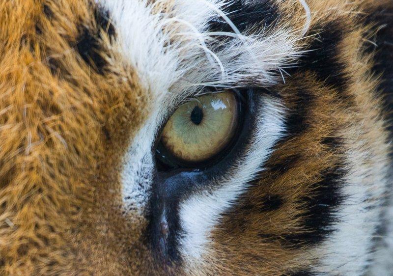 Hayvanların göz yapıları