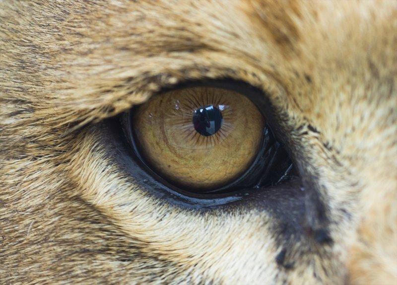 Hayvanların göz yapıları