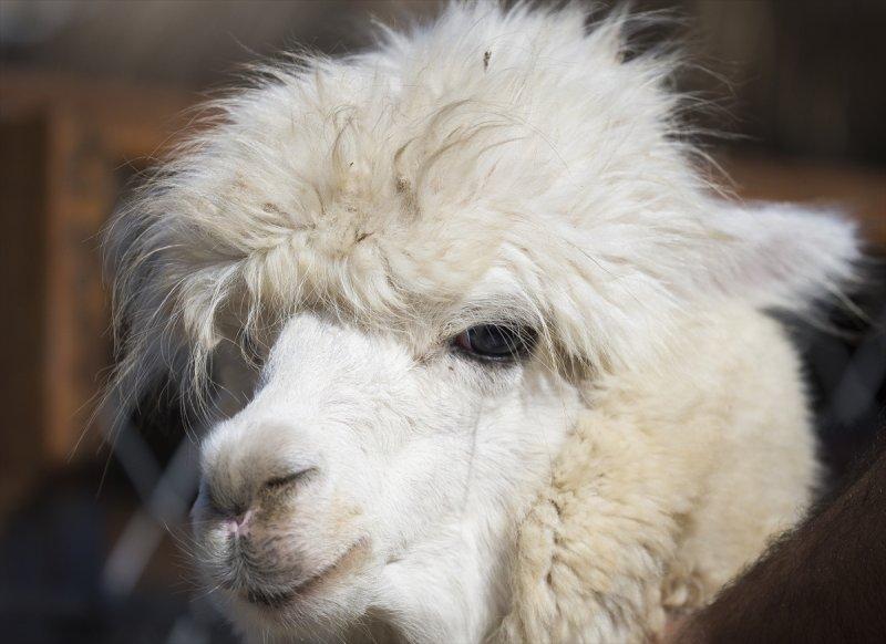 Hayvanların göz yapıları