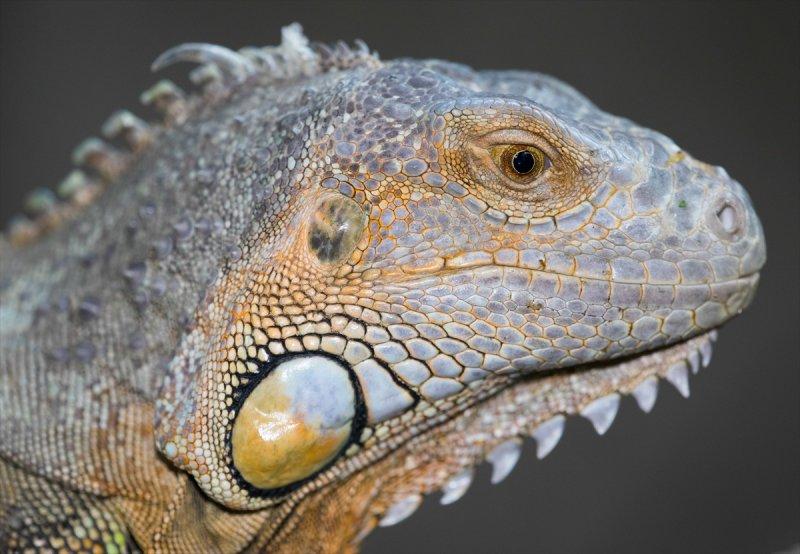 Hayvanların göz yapıları