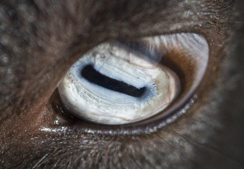 Hayvanların göz yapıları