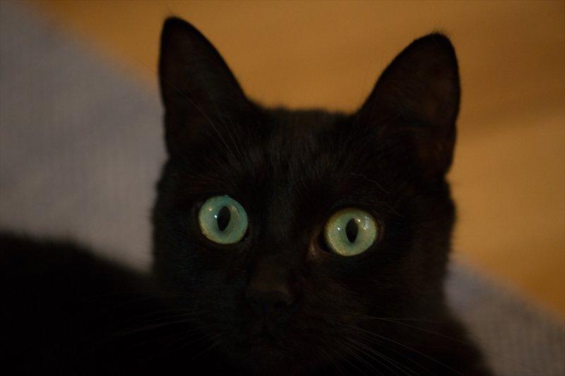 Hayvanların göz yapıları