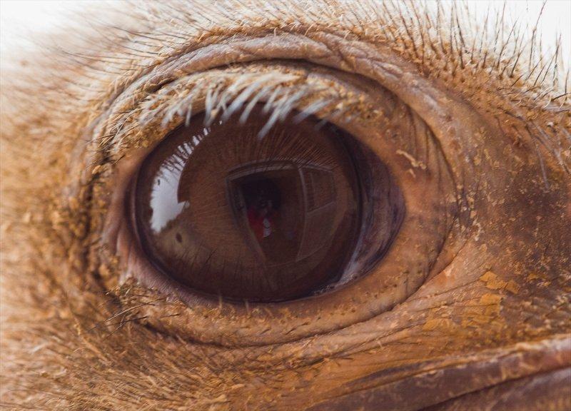 Hayvanların göz yapıları