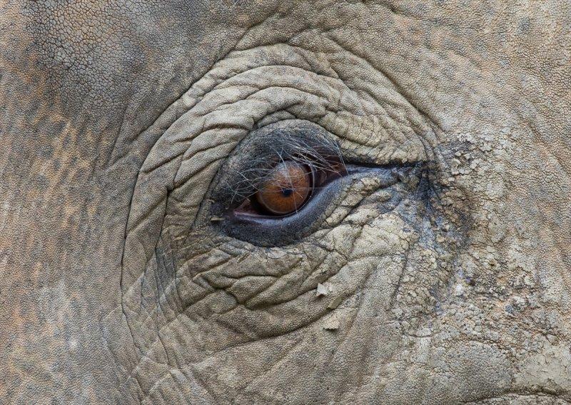 Hayvanların göz yapıları