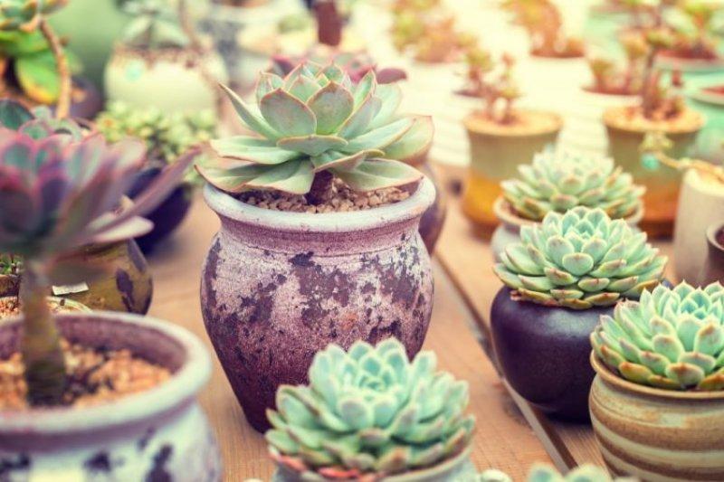 Dekorasyonda sukulent şıklığı