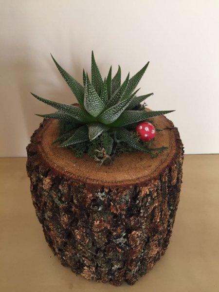 Dekorasyonda sukulent şıklığı