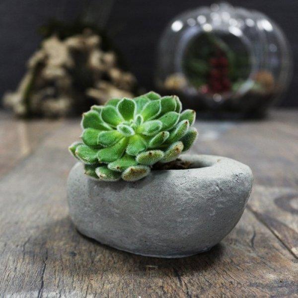 Dekorasyonda sukulent şıklığı