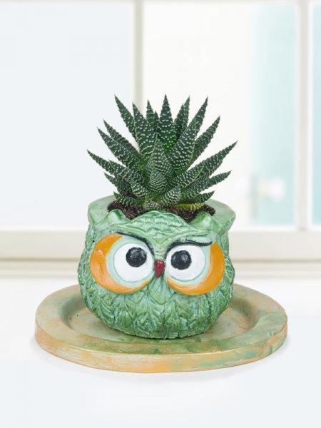 Dekorasyonda sukulent şıklığı