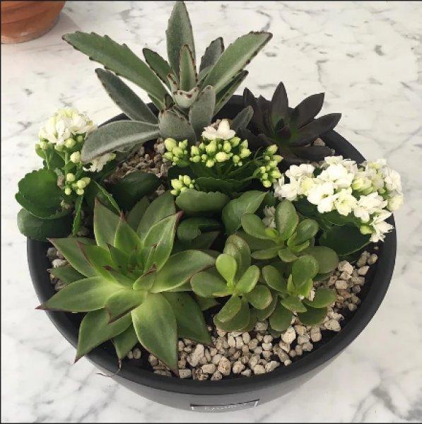 Dekorasyonda sukulent şıklığı