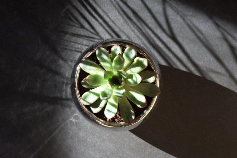 Dekorasyonda sukulent şıklığı