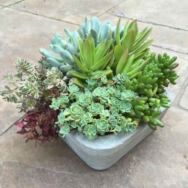 Dekorasyonda sukulent şıklığı