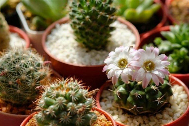 Dekorasyonda sukulent şıklığı